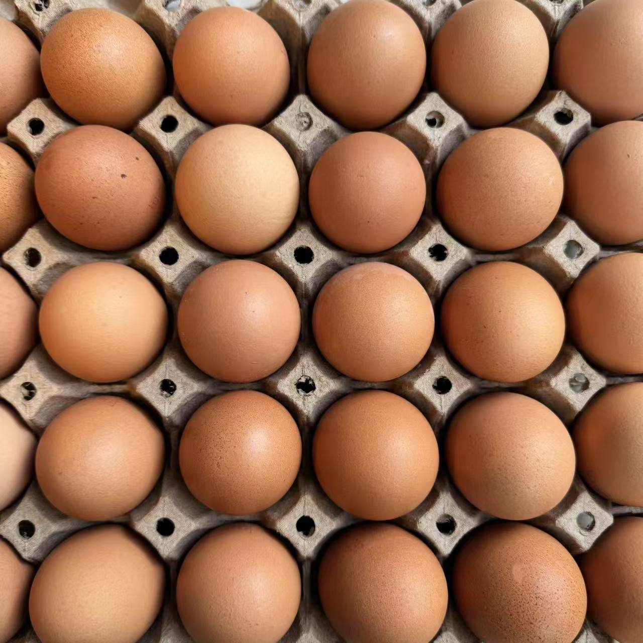 Freeze-dried egg yolks