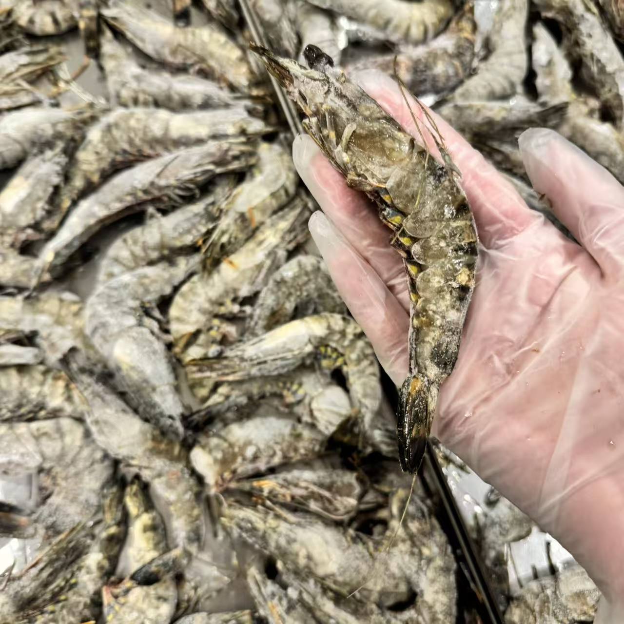 Freeze-Dried Black Tiger Prawns